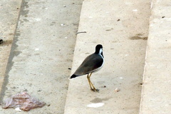 Vanellus indicus