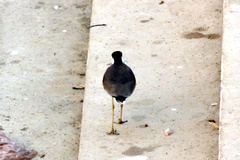 Vanellus indicus