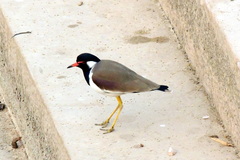 Vanellus indicus