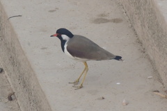 Vanellus indicus