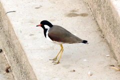 Vanellus indicus