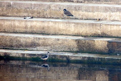 Himantopus himantopus