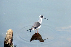 Himantopus himantopus