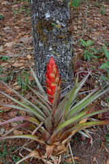 Tillandsia ponderosa