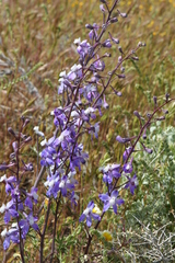 Delphinium recurvatum