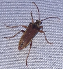 Rhagiini