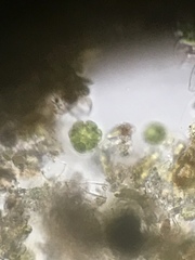 Glaucophyta