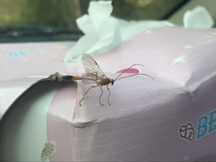 Enicospilus melanocarpus