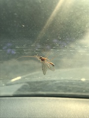 Enicospilus melanocarpus