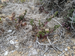 Aphanisma blitoides