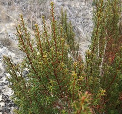 Gyrostemon australasicus
