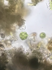 Glaucophyta