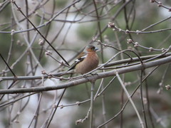 Fringilla coelebs