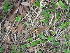 Plestiodon chinensis