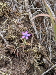 Gilia nevinii