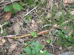 Plestiodon chinensis