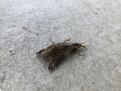 Neoscapteriscus vicinus