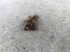 Neoscapteriscus vicinus