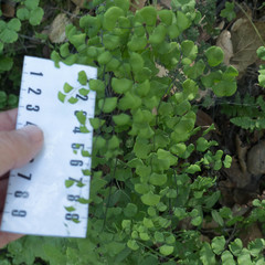 Adiantum jordanii