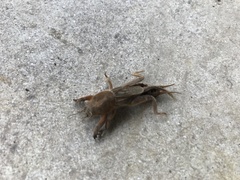 Neoscapteriscus vicinus