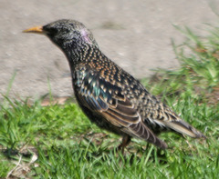 Sturnus vulgaris