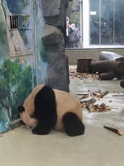 Ailuropoda melanoleuca