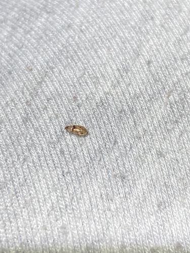 iNaturalist observation photo of Beetles