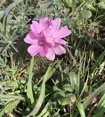 Sidalcea