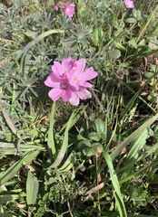 Sidalcea