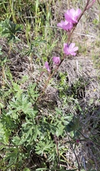 Sidalcea