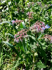 Borago