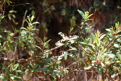 Comarostaphylis discolor