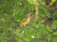 Vireo flavoviridis