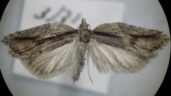 Acleris youngana