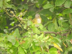 Vireo flavoviridis