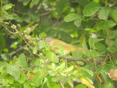 Vireo flavoviridis