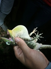 Anolis baleatus