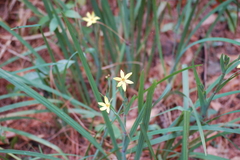 Sisyrinchium angustissimum
