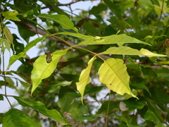 Magnoliopsida
