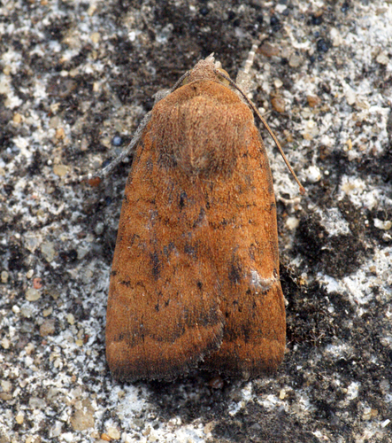 Least Yellow Underwing