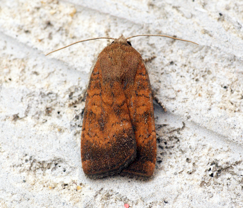 Least Yellow Underwing, photo 7 of 7