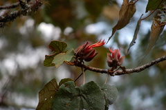 Chiranthodendron pentadactylon