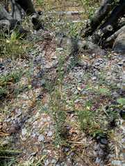 Psilactis brevilingulata