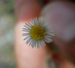 Psilactis brevilingulata