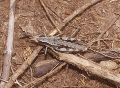 Sigaus piliferus