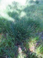 Carex serratodens