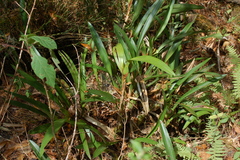 Maxillaria hagsateriana