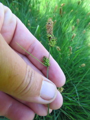 Carex serratodens