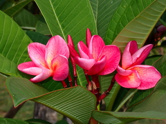 Plumeria