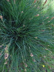 Carex serratodens